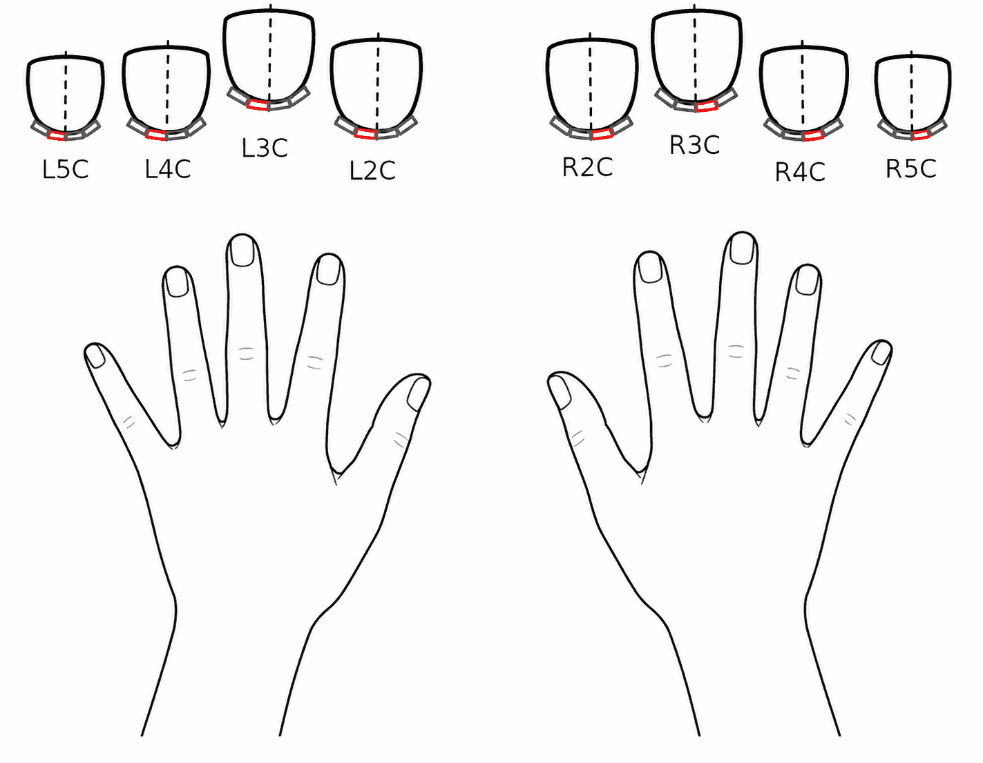 Systematic eight-finger route in capillaroscopy